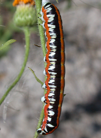 Camphorweed Shark